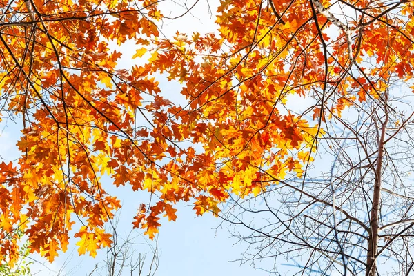 Orangefarbene Blätter einer roten Eiche unter blauem Himmel — Stockfoto