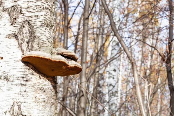 Huş ağacı gövdesinin çokgözenekli mantarları — Stok fotoğraf