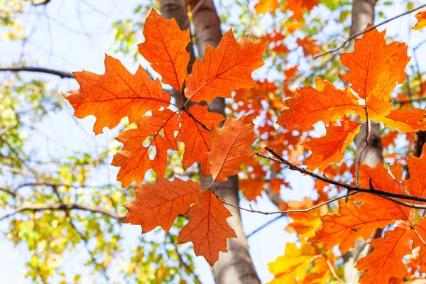 Zweig mit orangefarbenen Blättern roter Eiche aus nächster Nähe — Stockfoto