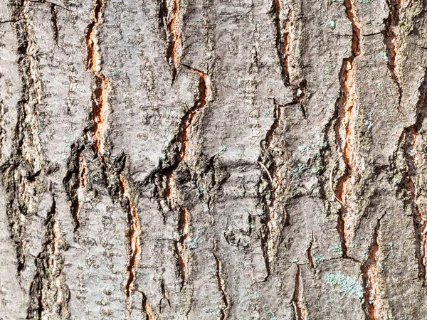 Texturerad bark på stammen av röd ek träd närbild — Stockfoto