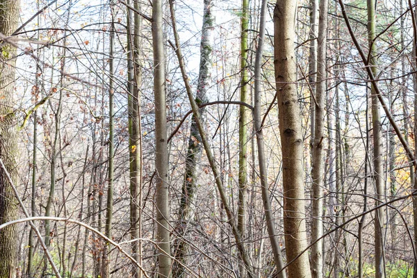 Nahý strom kmeny v městském parku na slunný podzimní den — Stock fotografie