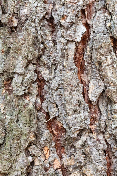 Ungleichmäßige Rinde an reifem Stamm der Lärche — Stockfoto