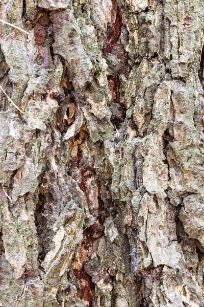 Gerillte Rinde an reifem Stamm der Lärche — Stockfoto