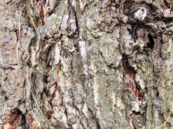 Knoestige schors op volwassen stam van lariksboom — Stockfoto