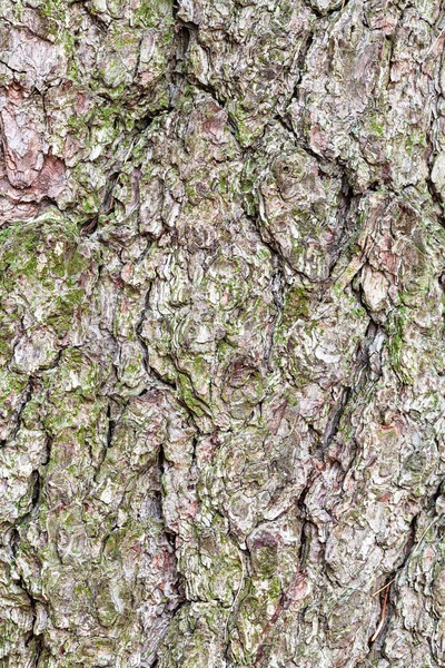 Knoestige schors op oude stam van dennenboom van dichtbij — Stockfoto