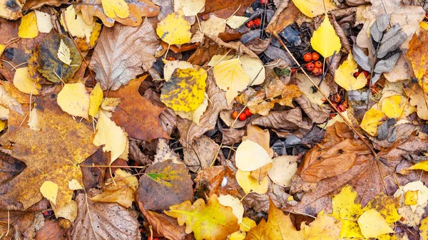 Pohled na mokré spadané listí na zemi koncem podzimu — Stock fotografie