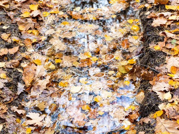 Folhas caídas flutuam na poça de chuva na trilha da roda — Fotografia de Stock