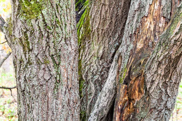 Geschmolzene Stämme reifer Weiden aus nächster Nähe — Stockfoto