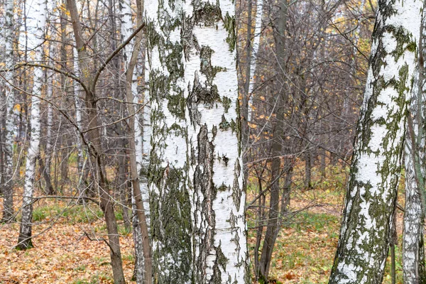 Tronchi di betulla in boschetto in pank di città in fine autunno — Foto Stock