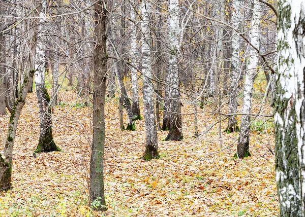 Björkdunge och fallna löv i ank på senhösten — Stockfoto