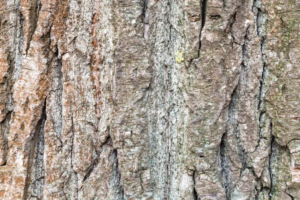 Corteccia solcata su tronco maturo di pioppo — Foto Stock