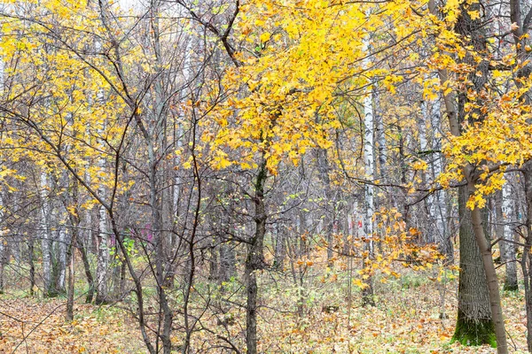 Yellow leaves of maple and bare trees in city pank — Stock Photo, Image