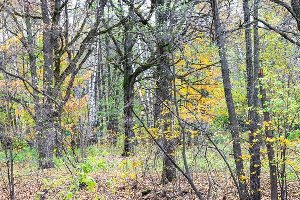 Betulla e querce nude in pank città in tardo autunno — Foto Stock