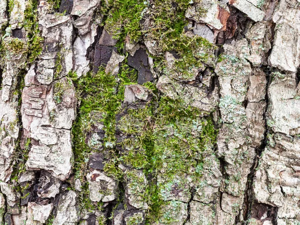 リンゴの木の幹に樹皮が割れ — ストック写真