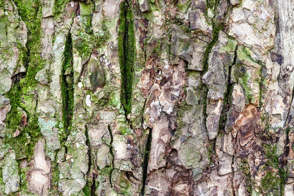 Eski karaağaç gövdesine tuhaf bir ağaç kabuğu yakın. — Stok fotoğraf