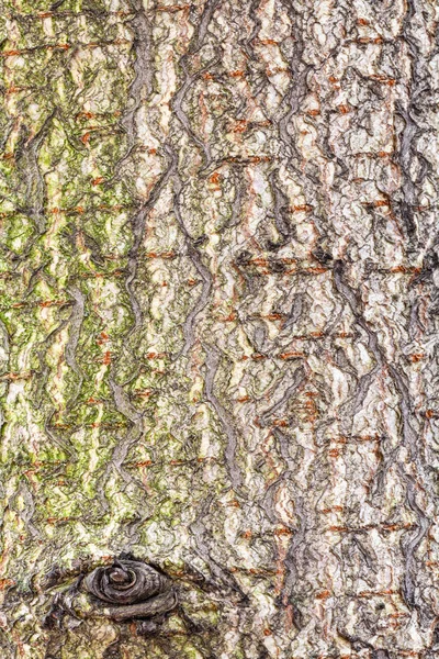 Grov bark på stammen av hästkastanj träd — Stockfoto