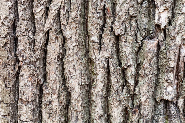 Cracked bark on old trunk of oak tree close up — Stock Image Cracked bark on old trunk of oak tree close up Stock Photo