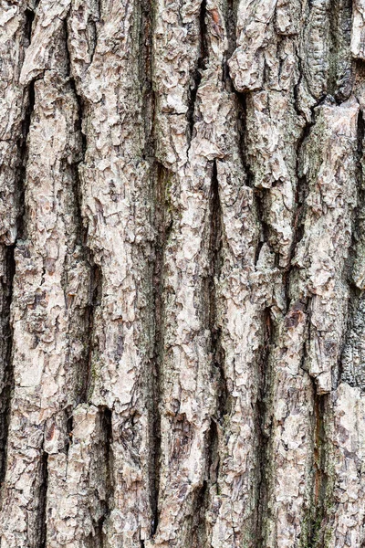 Rough bark on old trunk of oak tree close up — Stock Image Rough bark on old trunk of oak tree close up Stock Picture