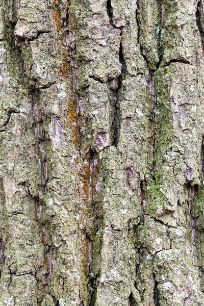 Grooved and mossy bark on old trunk of oak tree — Stock Image Grooved and mossy bark on old trunk of oak tree Stock Image