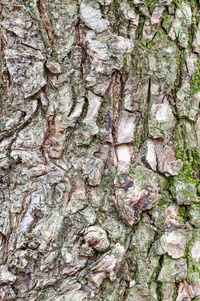 Rough bark on mature trunk of elm tree close up Stock Photo