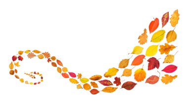 Düşen yaprakların sarmal deseni izole.