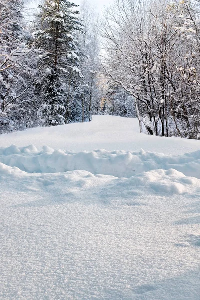 Voetpad in diepe sneeuwdrift in bos in de winter — Stockfoto