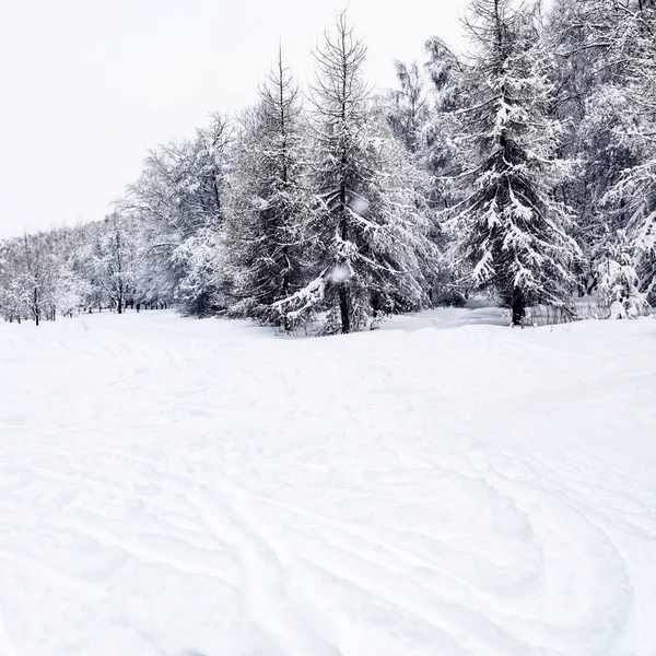 Městský park s lyžařskými tratěmi a zasněženými jedlemi — Stock fotografie