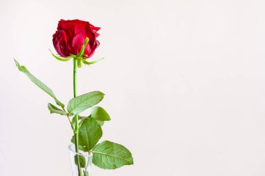 Kopyalama alanı olan yatay durgun yaşam - soluk pembe pastel arka planlı cam vazoda tek bir kırmızı gül çiçeği (çiçeğe odaklan)