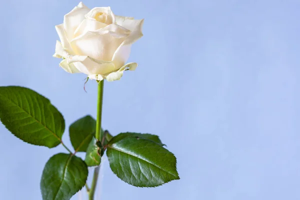 Οριζόντια Νεκρή Φύση Copyspace Φρέσκο Λευκό Τριαντάφυλλο Λουλούδι Ανοιχτό Βιολετί — Φωτογραφία Αρχείου