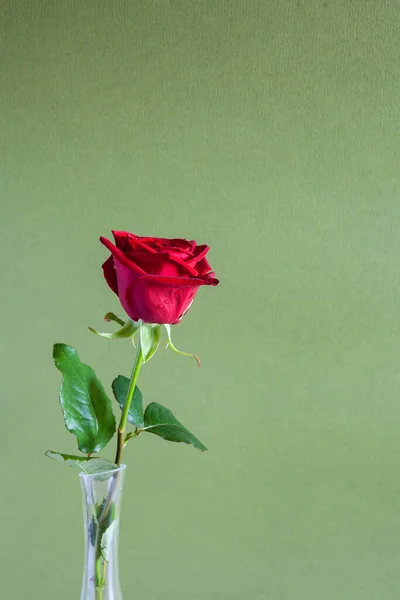 Vertikales Stillleben Mit Kopierraum Einzelne Natürliche Rote Rosenblüte Glasvase Mit — Stockfoto