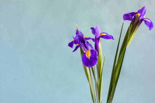 Horizontaal Stilleven Met Copyspace Frisse Paarse Irisbloemen Met Grijze Groene — Stockfoto