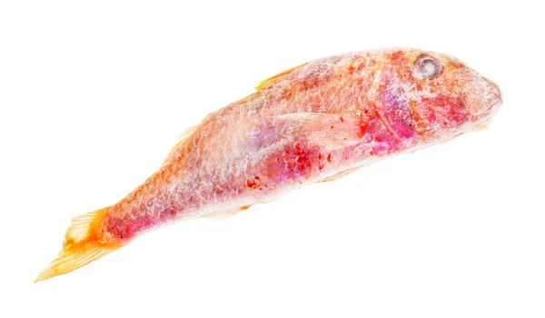 Koyu Kırmızı Kefal Balığı Beyaz Arkaplanda Izole — Stok fotoğraf