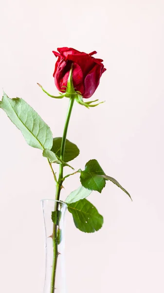 Verticale Panoramische Stilleven Natuurlijke Rode Roos Bloem Glazen Vaas Met — Stockfoto