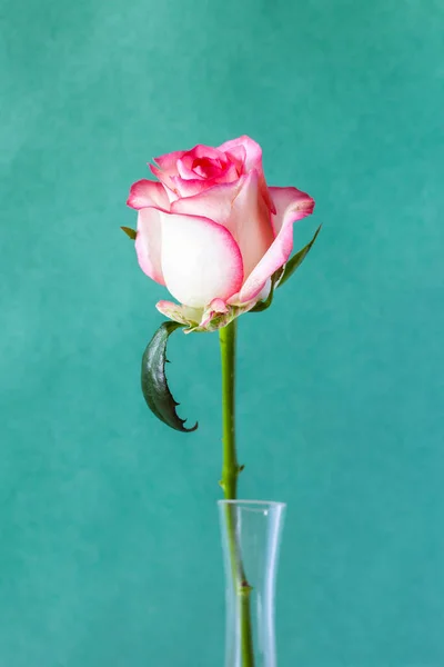 Verticale Stilleven Natuurlijke Witte Rode Roos Bloem Glazen Vaas Met — Stockfoto