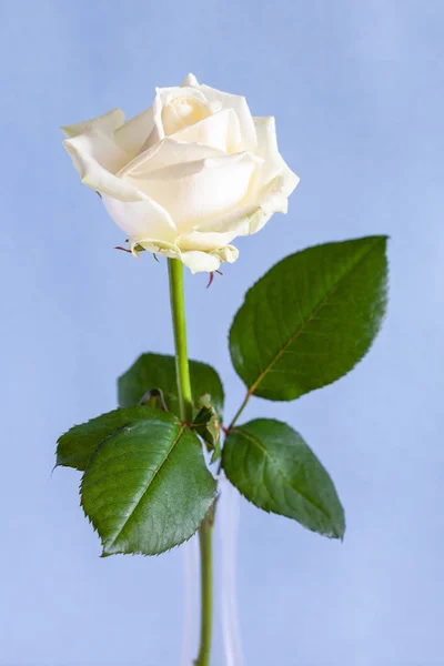 Vertikales Stillleben Natürliche Weiße Rosenblüte Glasvase Mit Blassviolettem Pastellhintergrund Fokus — Stockfoto