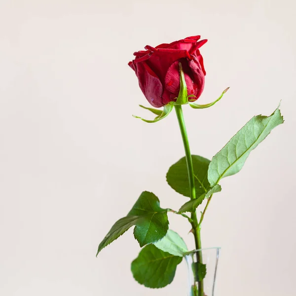 Quadratisches Stillleben Mit Kopierfläche Frische Rote Rosenblüte Glasvase Mit Blassrosa — Stockfoto