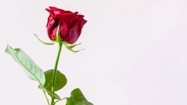 Panoramische Horizontale Stillleben Mit Kopierraum Einzelne Frische Rote Rosenblüte Mit — Stockfoto