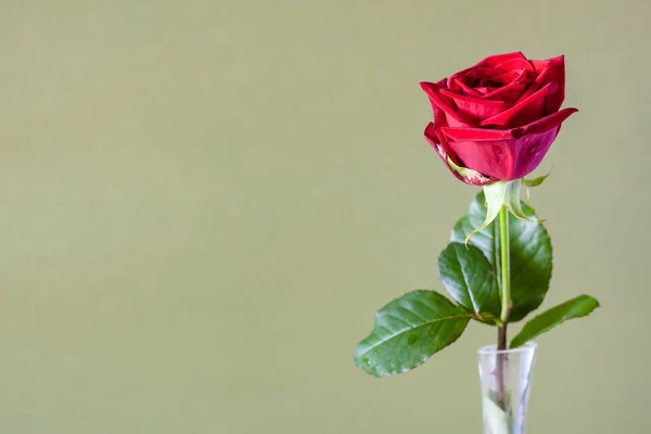 Horizontales Stillleben Mit Copyspace Einzelne Frische Rote Rosenblüte Glasvase Mit — Stockfoto