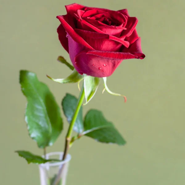 Quadratische Stillleben Natürliche Rote Rose Blume Glasvase Mit Olivfarbenem Hintergrund — Stockfoto