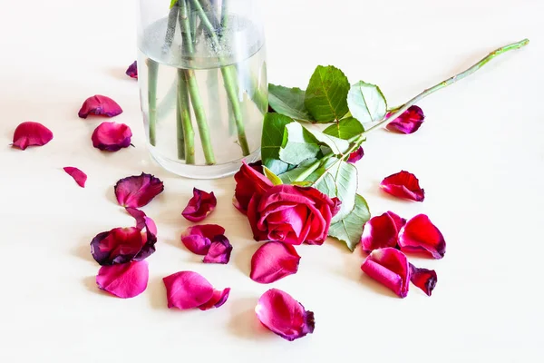 Μαραμένο Κόκκινο Τριαντάφυλλο Λουλούδι Και Πολλά Πεσμένα Πέταλα Κοντά Στο — Φωτογραφία Αρχείου