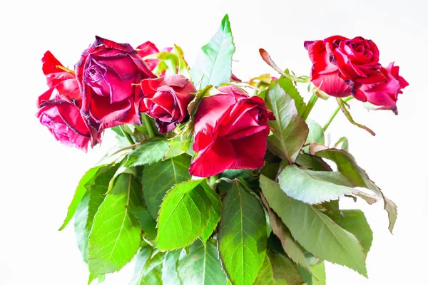 Buquê Flores Rosas Vermelhas Murchas Sobre Fundo Marrom Pálido Foco — Fotografia de Stock