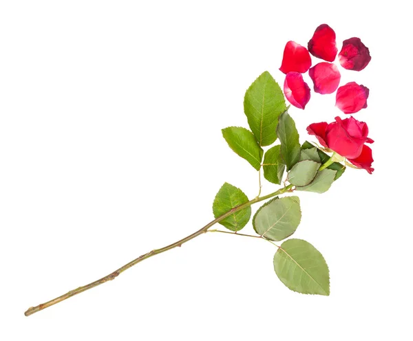 枯れてしまった赤いバラの花と白い背景に孤立した花びら — ストック写真