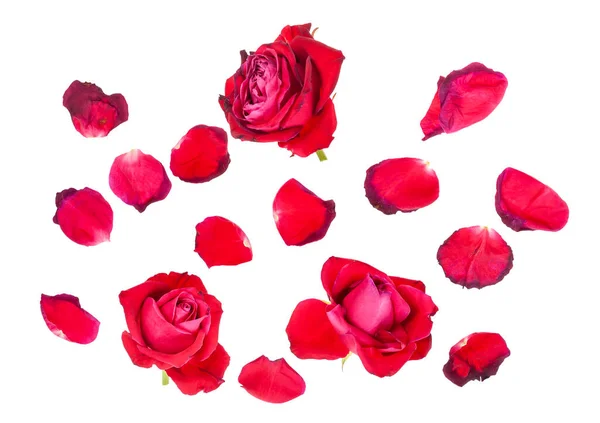 白い背景に孤立した赤いバラの花の花びらと3枚の枯れた花 — ストック写真