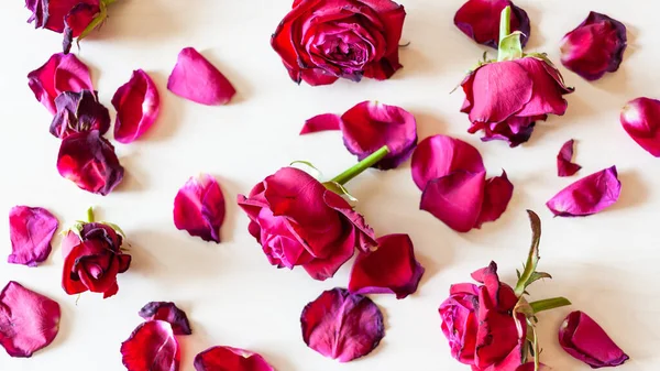 Fundo Panorâmico Vista Superior Muitas Pétalas Caídas Flores Rosas Vermelhas — Fotografia de Stock