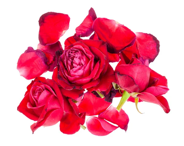 Muitas Pétalas Caídas Flores Murchas Rosas Vermelhas Isoladas Fundo Branco — Fotografia de Stock