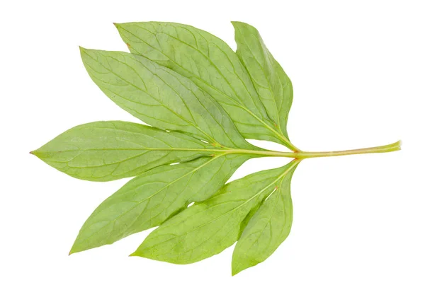 Baksidan Naturlig Kvist Med Gröna Blad Pion Växt Isolerad Vit — Stockfoto