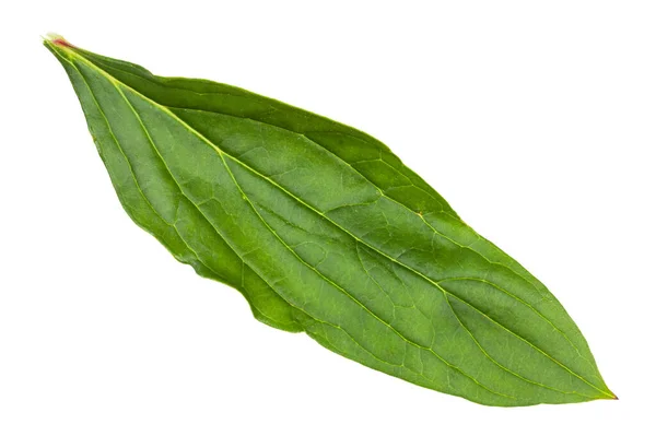 Fresh Green Leaf Peony Plant Isolated White Background — Stock Photo, Image
