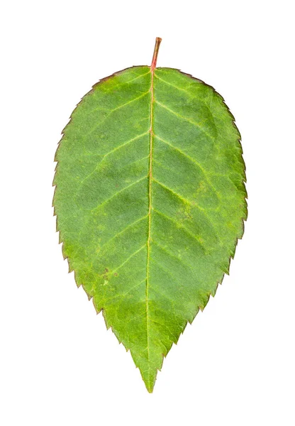 Einzelne Frische Blatt Des Gartens Rosenpflanze Isoliert Auf Weißem Hintergrund — Stockfoto