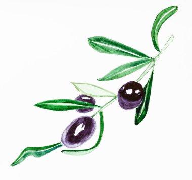 Beyaz arka planda olgun zeytinlerle suluboya boyalar beyaz desenli kağıda boyanmış zeytin dalları