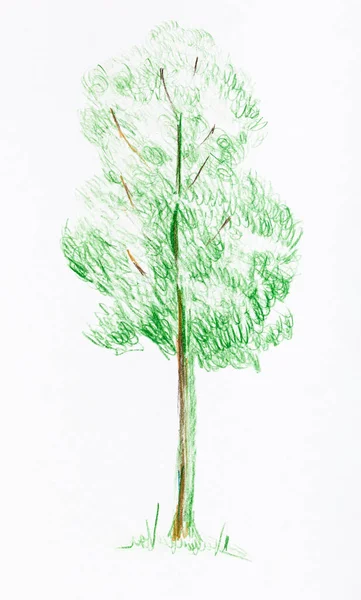 Sketch Single Green Tree Summer Hand Drawn Color Pencils White — Stock Photo, Image